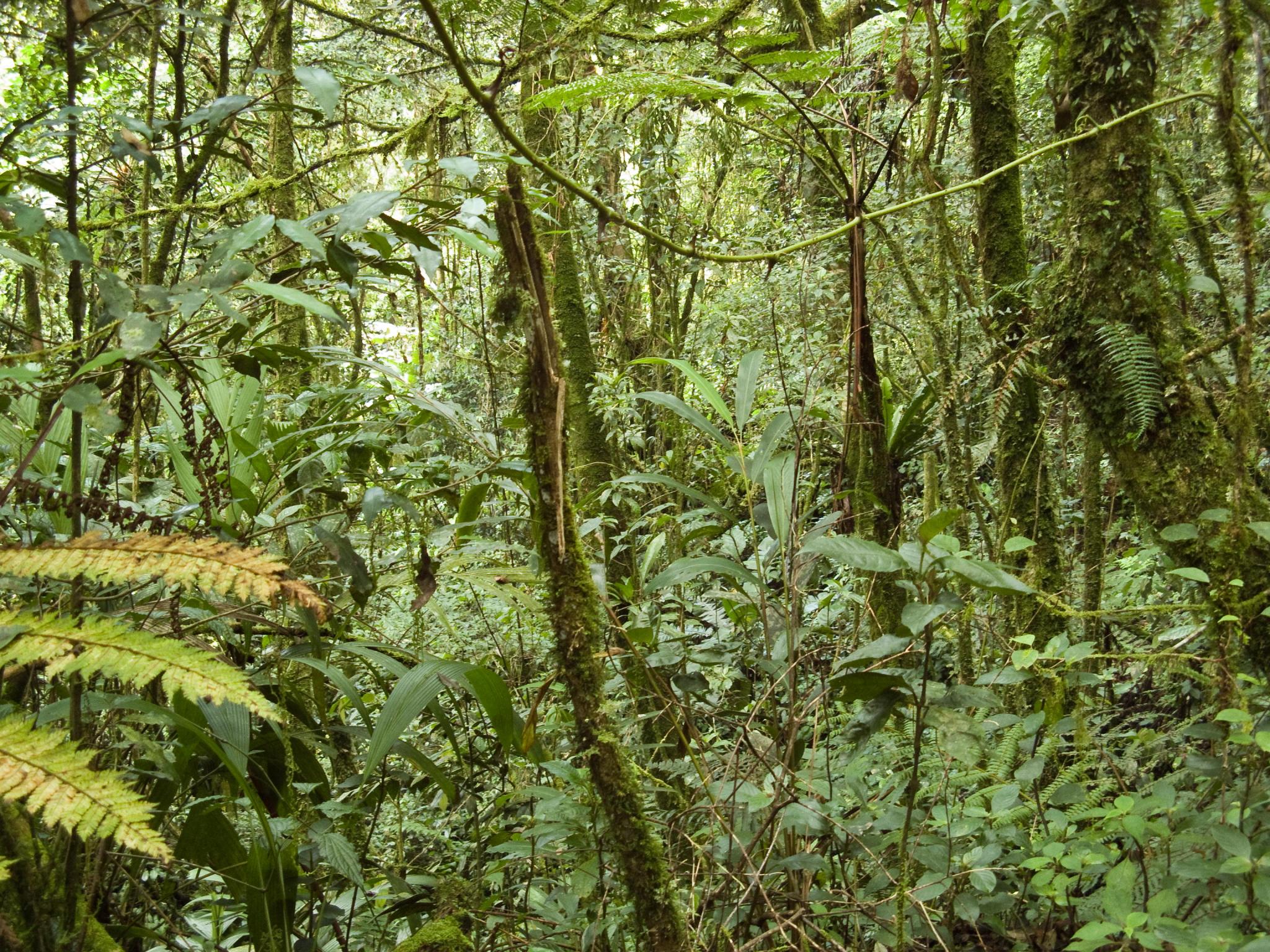 tropical forest in Malaysia