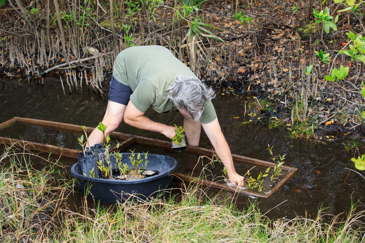 A team member from Kennedy’s Environmental Management Branch deposits repotted mangrove seedlings into a marshy channel near the shoreline of Kennedy Athletic, Recreation, and Social (KARS) Park at Kennedy Space Center in Florida on April 12, 2023. Employees from Kennedy’s Environmental Management Branch removed over 100 mangrove seedlings from the shoreline and repotted them for protection during the final stages of a shoreline restoration project inside KARS Park. The mangrove seedlings will be replanted upon completion of the project to create a living shoreline better able to counter the effects of erosion caused by storm waves and rising sea levels.
