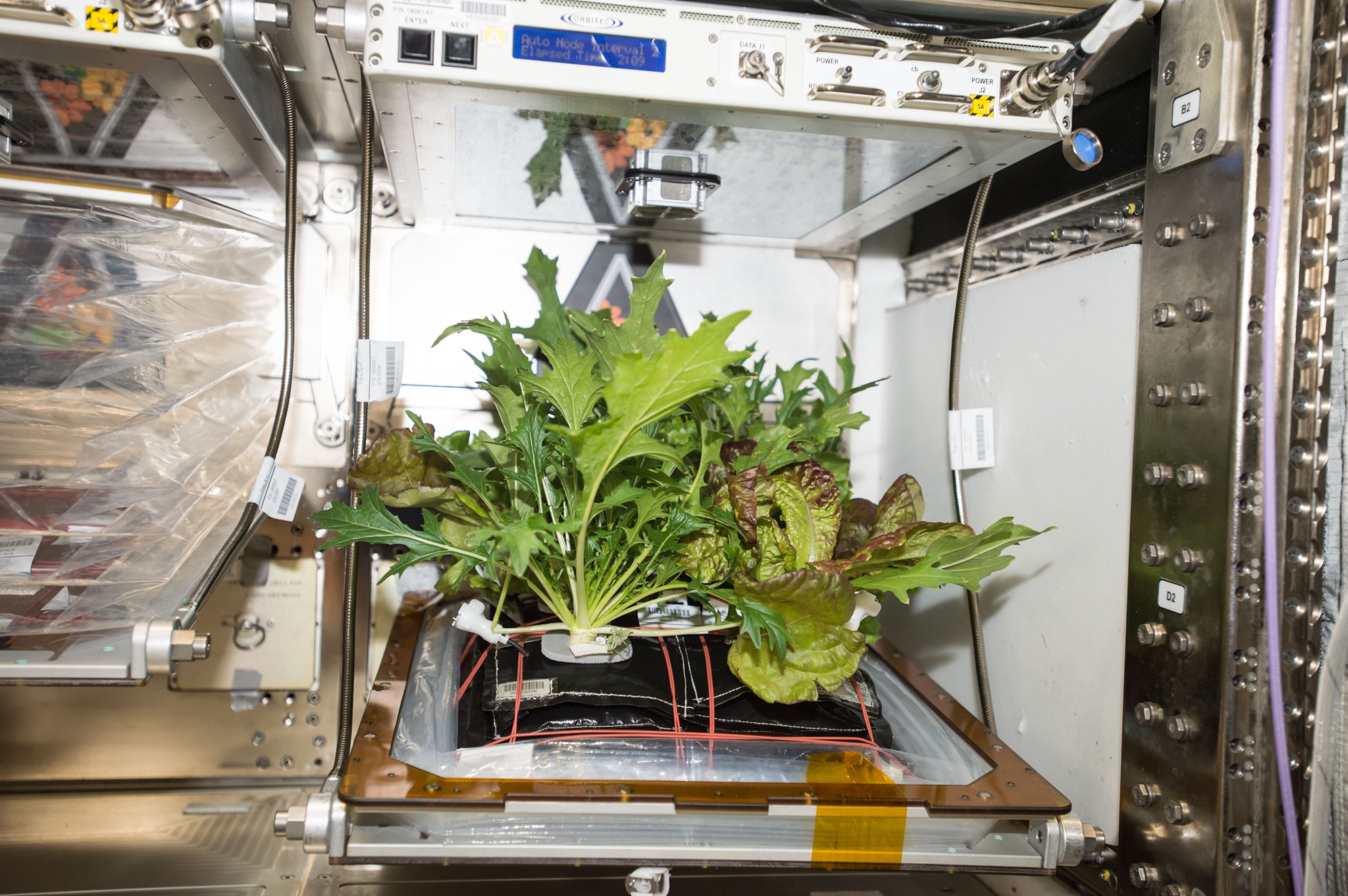 Three different varieties of plants growing in the Veggie plant growth chamber on the International Space Station were harvested