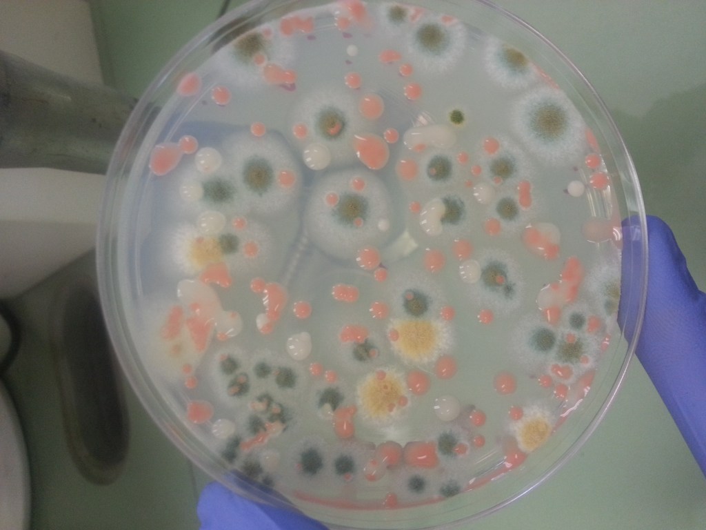 A petri dish contains colonies of fungi grown from a sample collected aboard the International Space Station.