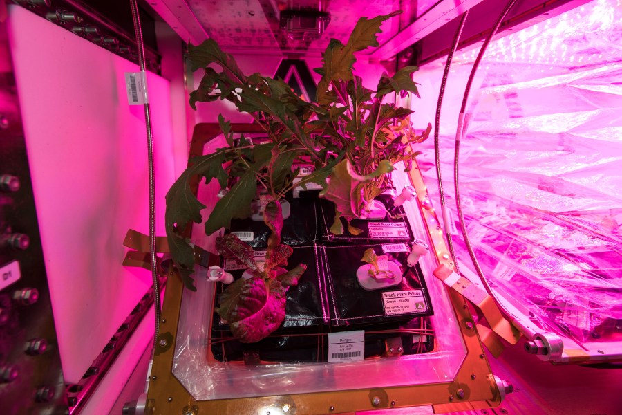 Image of vegetation in VEGGIE facility