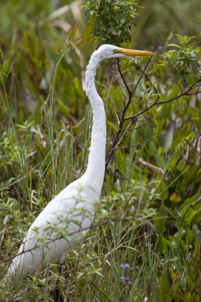 CAPE CANAVERAL, Fla. — This molting great egret is in its natural habitat in the tall grass on NASA’s Kennedy Space Center in Florida. The undeveloped property on Kennedy Space Center is managed by the U.S. Fish and Wildlife Service through the Merritt Island National Wildlife Refuge. The refuge provides a habitat for a plethora of wildlife, including 330 species of birds. For information on the refuge, visit http://www.fws.gov/merrittisland/Index.html.