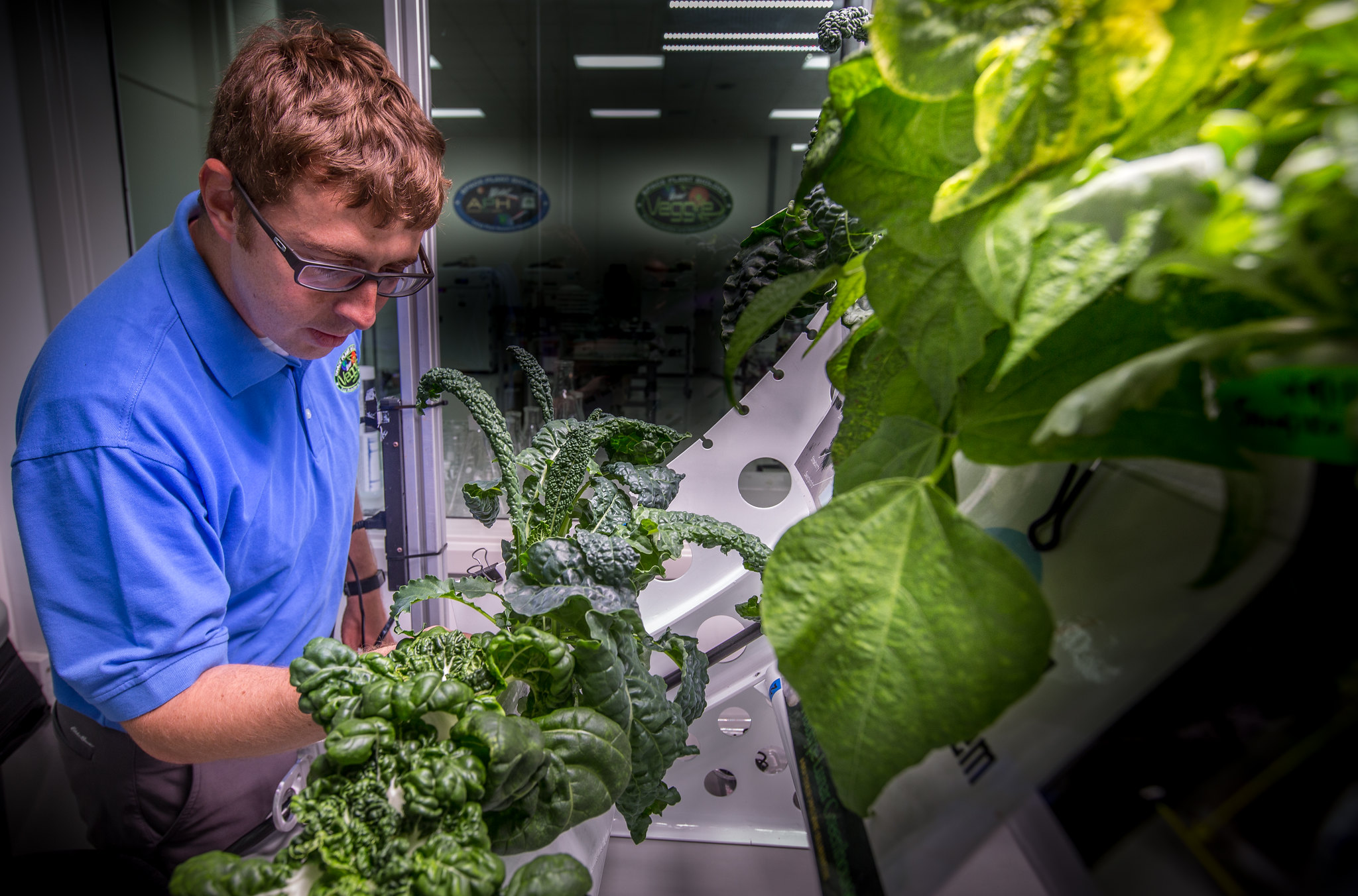 Клетка растения выращенного на мкс. Оранжерея Veggie МКС. Растения выращенные в космосе. Растения на МКС. Оранжерея в космосе.