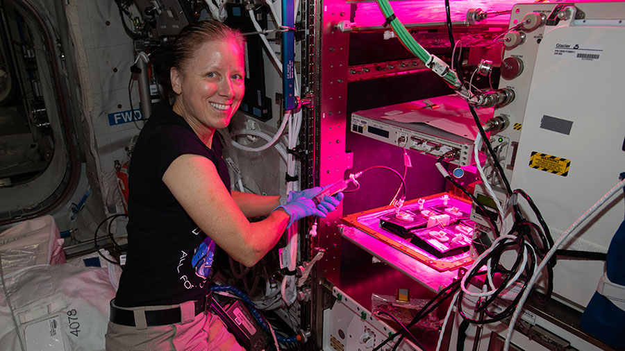 Flight Engineer Shannon Walker tends to plants growing inside the Veggie plant growth facility for a space botany study.