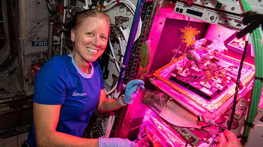 Expedition 64 Flight Engineer Shannon Walker collects leaf samples from plants growing inside the European Columbus laboratory.