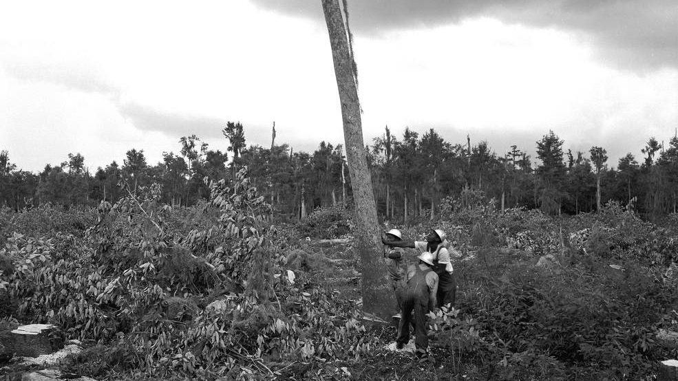 Construction workers bring down a tree