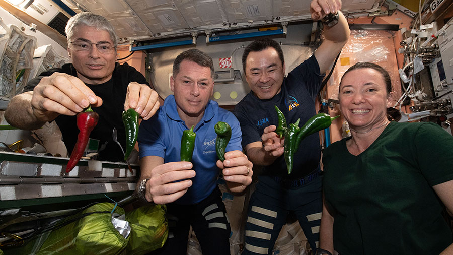 Astronauts (from left) Mark Vande Hei, Shane Kimbrough, Akihiko Hoshide and Megan McArthur, pose with chile peppers grown aboard the station.