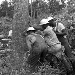 Workmen cut first tree to start clearing the test site area for construction.