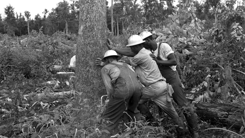 Workmen cut first tree to start clearing the test site area for construction.