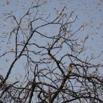 A swarm of locusts in a tree with no leaves.