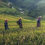 Four people walk in a line in a field