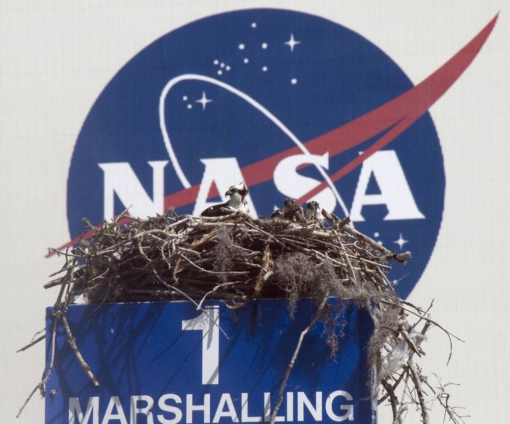 At NASA's Kennedy Space Center in Florida, an adult osprey guards its young in a nest built on a platform in the Press Site parking lot. 