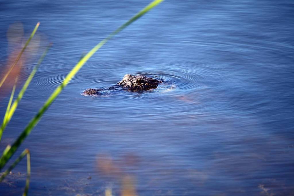 At NASA's Kennedy Space Center in Florida, an alligator moves stealthily through some brackish water in the Launch Complex 39 area.