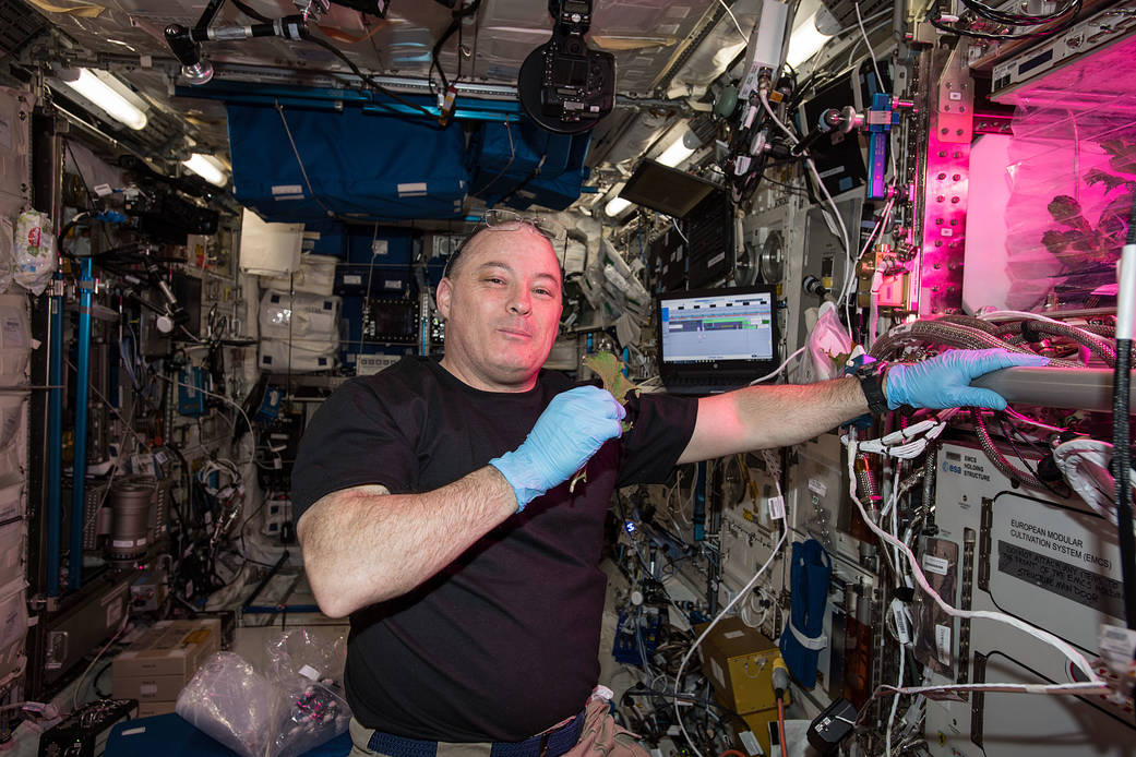 Astronaut Scott Tingle Tries the Space-Grown Lettuce