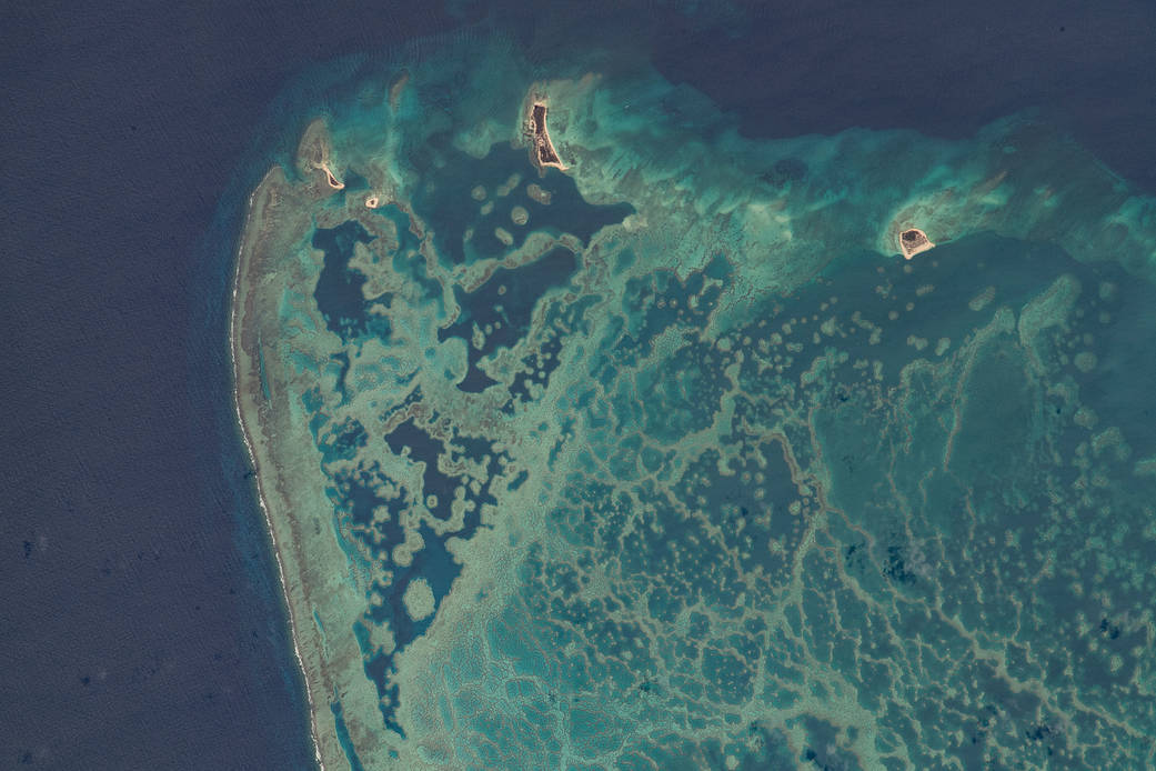 Scorpion Reef in the Gulf of Mexico