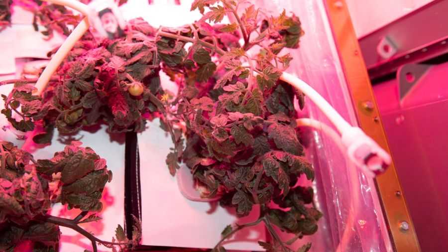 A view of red dwarf tomato plants growing in the Veggie plant growth facility aboard the International Space Station as part of the Pick-and-Eat Salad-Crop Productivity, Nutritional Value, and Acceptability to Supplement the ISS Food System (Veg-05) investigation from Feb. 5, 2023.