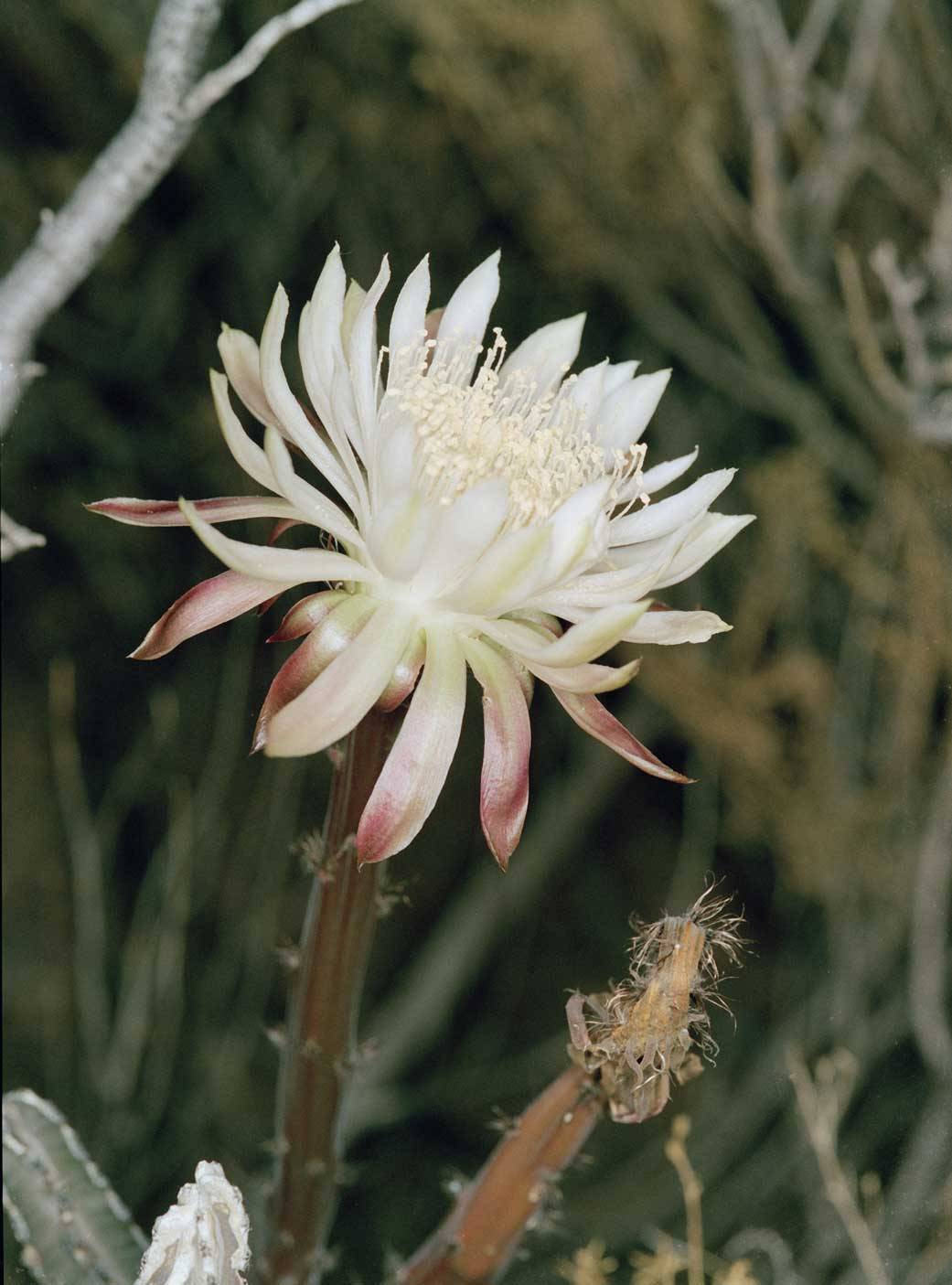 PHOTOS: Night-Blooming Cereus make their annual appearance in St