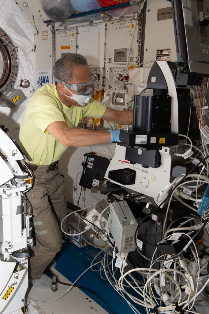 JAXA (Japan Aerospace Exploration Agency) astronaut and Expedition 70 Flight Engineer Satoshi Furukawa turns off a microscope in the International Space Station's Kibo laboratory module and removes samples for the Cell Gravisensing space biology study. The investigation is exploring how cells sense gravity and may lead to improved therapies treating conditions such as muscle atrophy and osteoporosis both on Earth and in space.