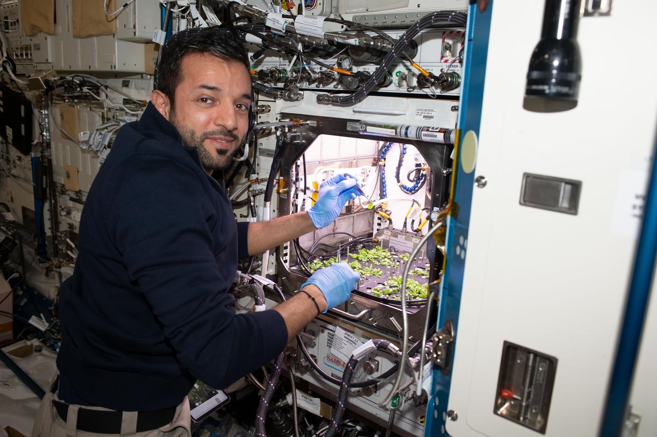 UAE (United Arab Emirates) astronaut Sultan Alneyadi wears a navy sweater as he works in the Kibo laboratory module harvesting leaves from thale cress plants that are similar to cabbage and mustard. Alneyadi faces the camera with his hands still working on the Plant Habitat-03 space botany experiment.