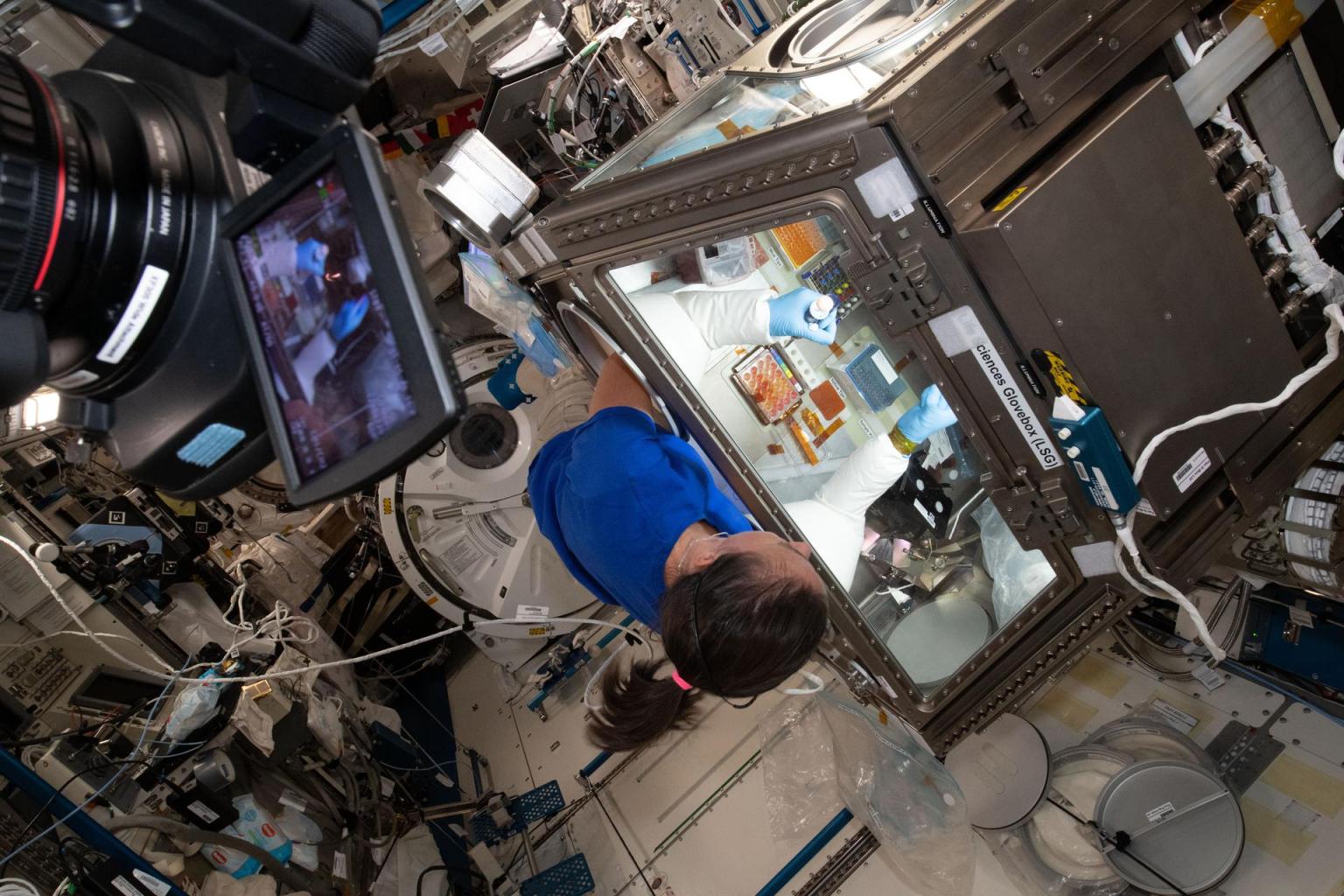 NASA astronaut Megan McArthur services donor cells inside the Kibo laboratory module's Life Science Glovebox for the Celestial Immunity study.