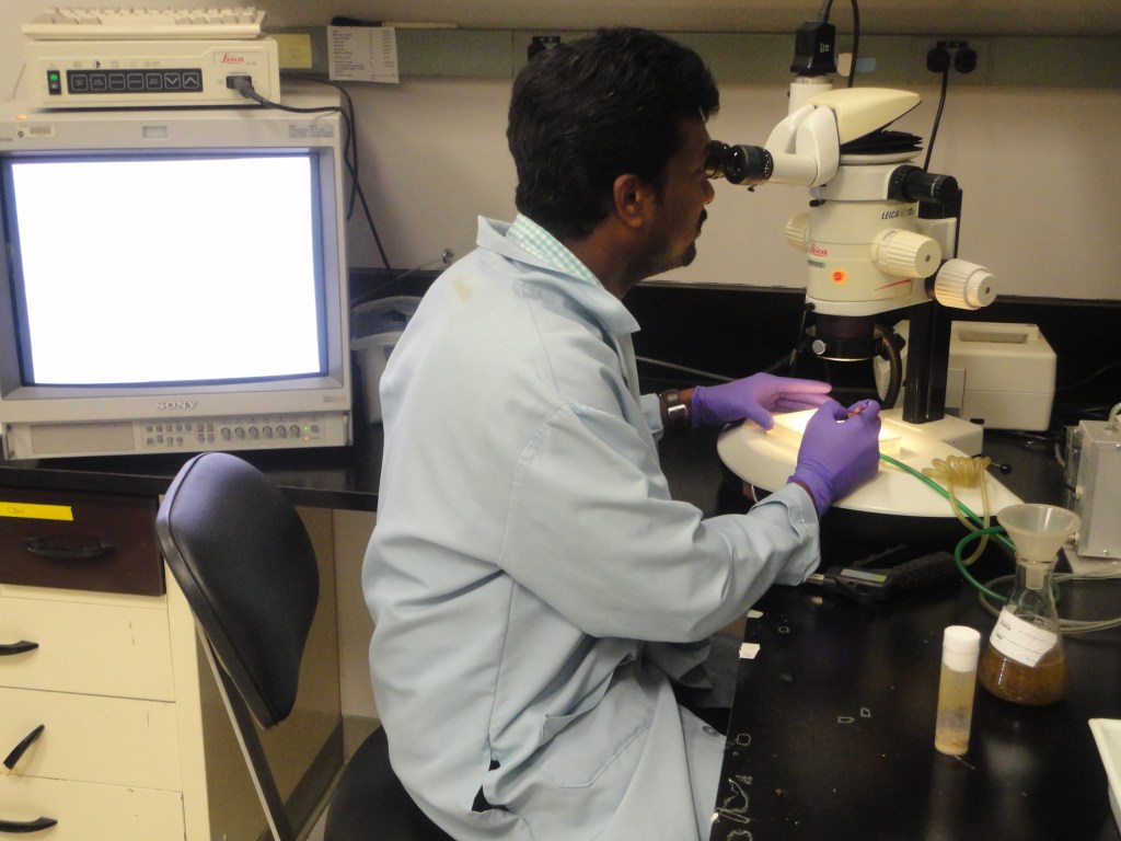 NASA post-doctoral Fellow conducting fruit fly research at Ames.