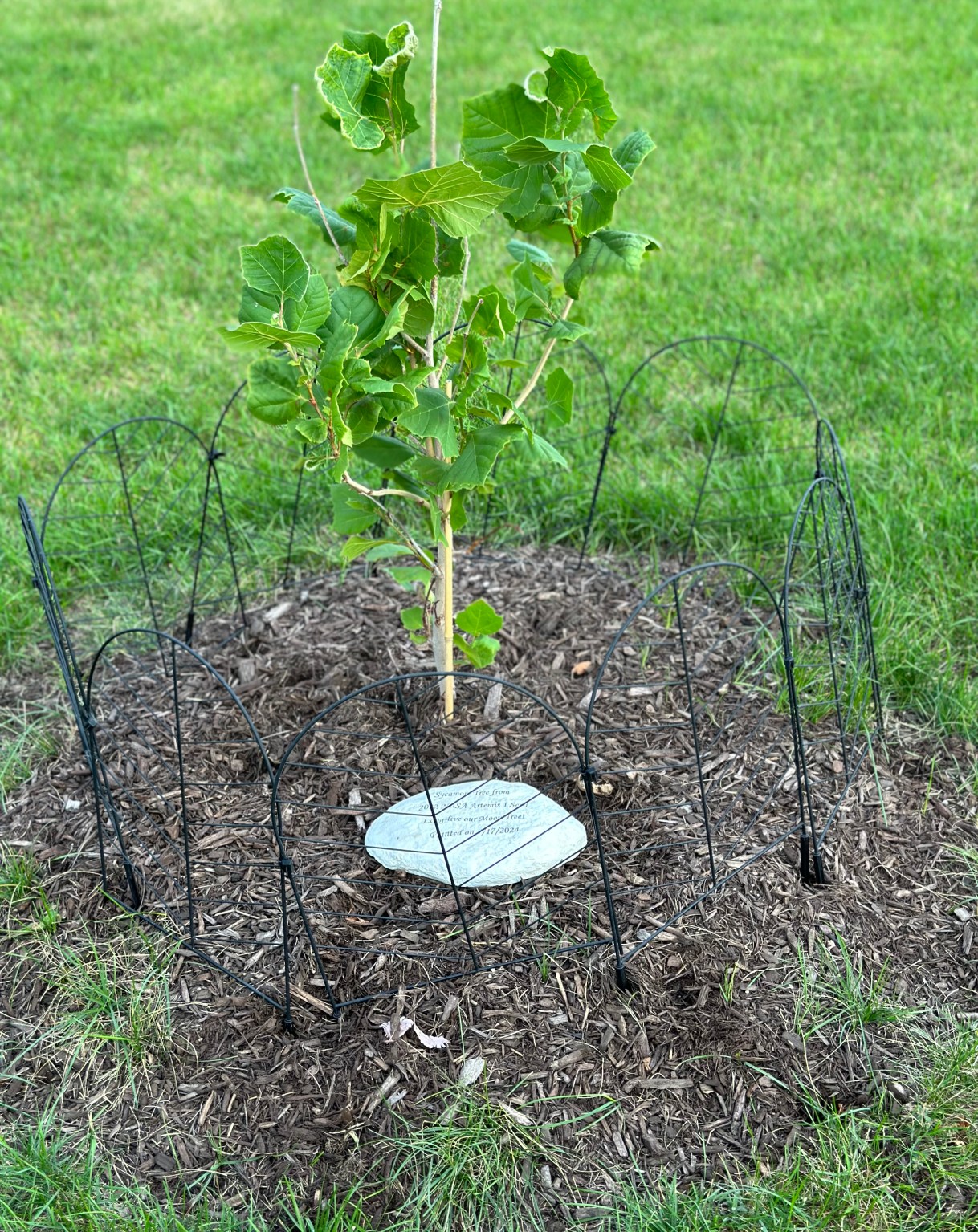 A small Artemis Moon Tree planted in the ground with a circular marker and bordered by a fence