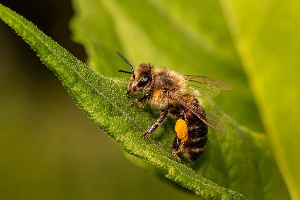 Honey bee resting on leaf