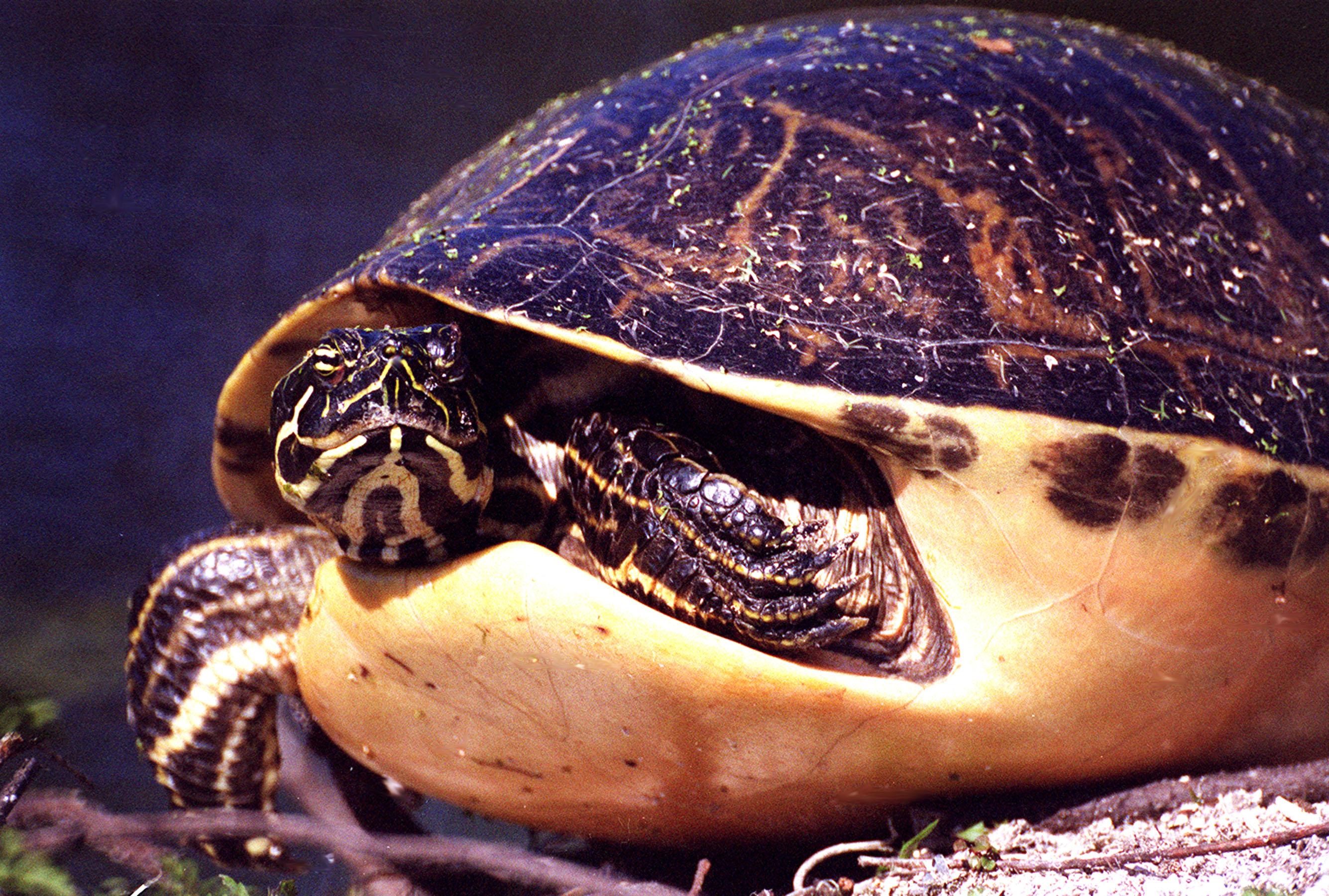 A Florida redbelly turtle looks to its left, directly at the camera. The turtle takes up most of the image. Its head and body peek out from its shell. The top of the shell is dark brown with lighter brown patterns; the underside is a pale tan-yellow. There are small pieces of vegetation stuck to the top of the turtle's shell.