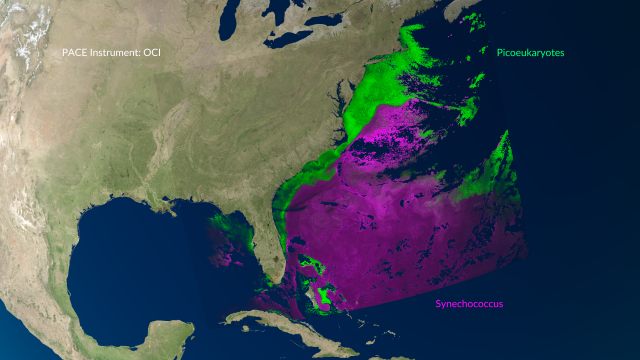 An image of the Gulf of Mexico and the East Coast of the United States is overlayed with splotches of color representing data. Only the ocean is covered by these data points, which are bright green near the coast and a dark pink-purple as it extends further into the ocean.