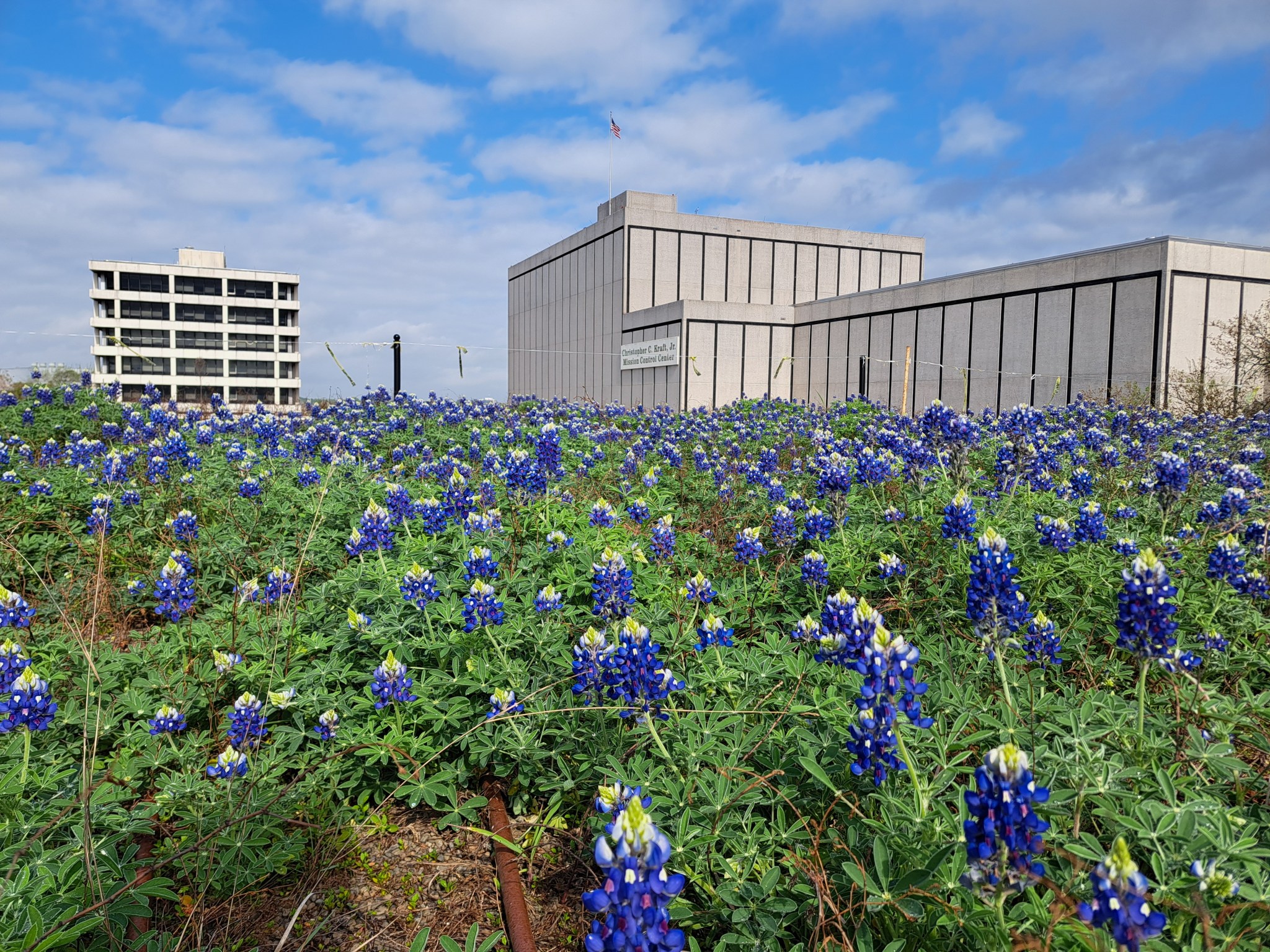 A field of bluebonnets in full bloom stretches across the foreground, creating a sea of blue and green. In the background, there are white buildings with numerous windows. The sky is partly cloudy with patches of blue.