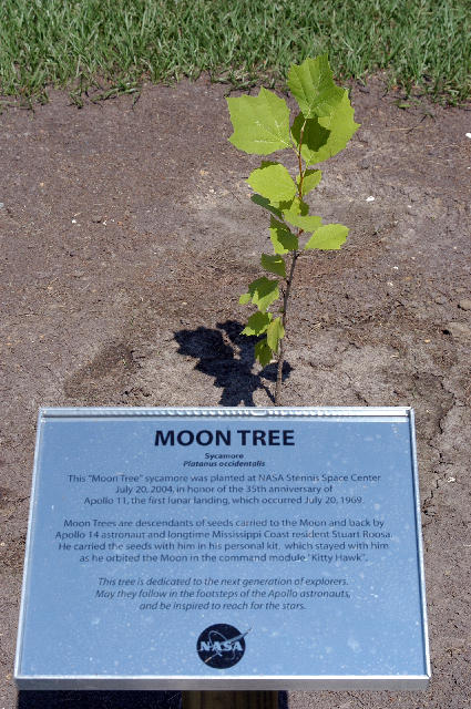 a newly planted moon tree stands tall