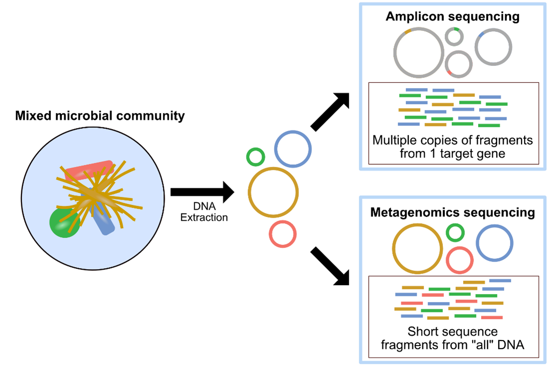 Image shows the Amplicon sequencing methodology.