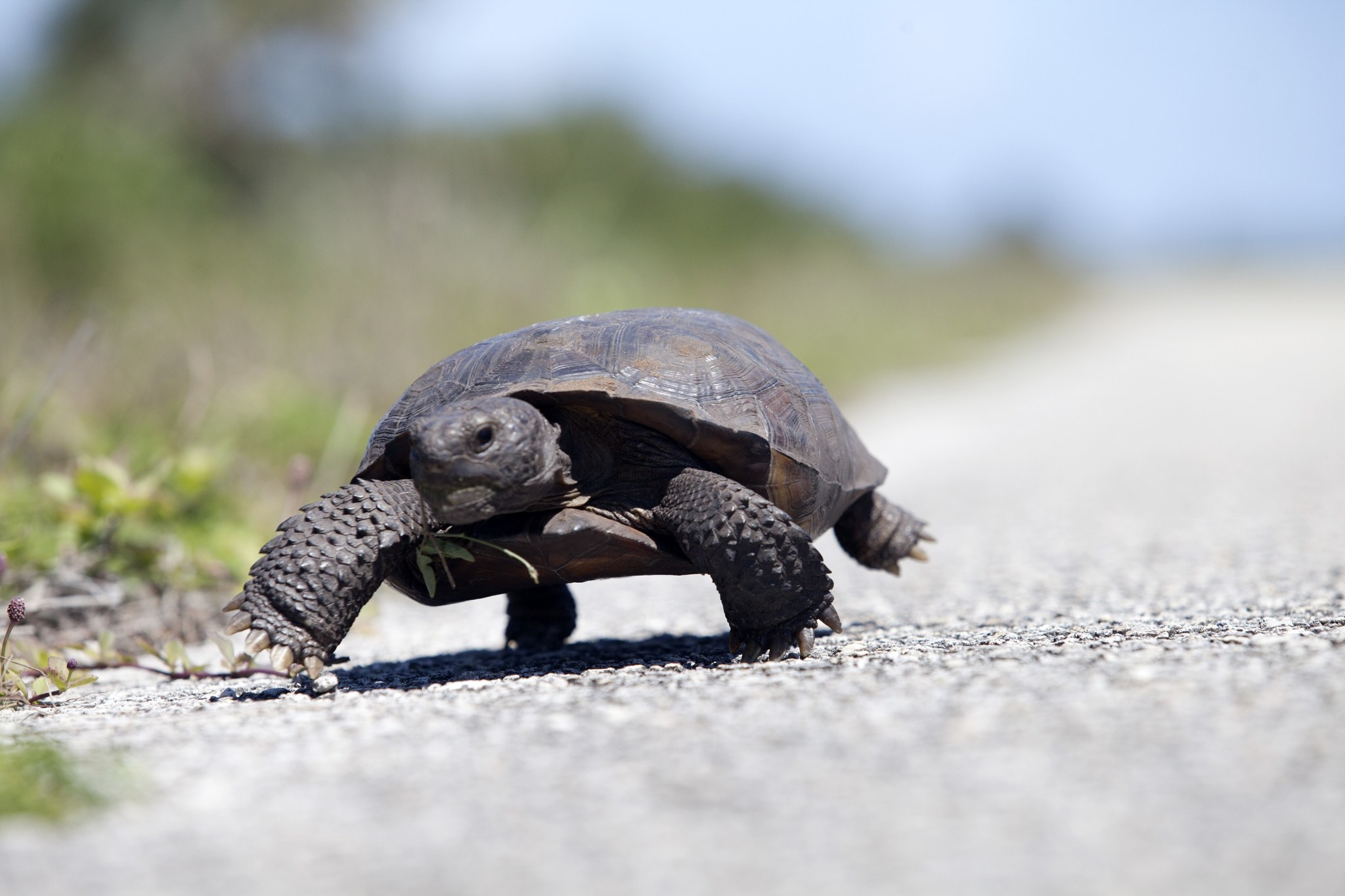 A gopher tortoise walks toward the camera along a gravelly road with one front leg and one hind leg in the air. The scales on its legs are in sharp detail, while the immediate foreground and background are blurry.