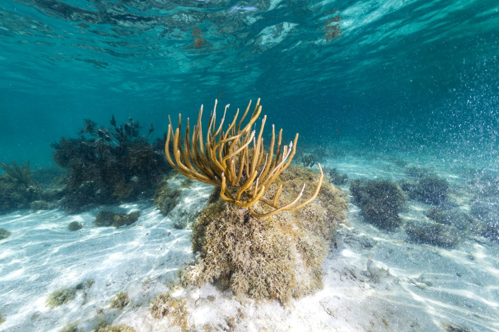 A gold coral that looks like a hand with all fingers reaching upwards grows in teal water, on a rock covered in light brown algae.