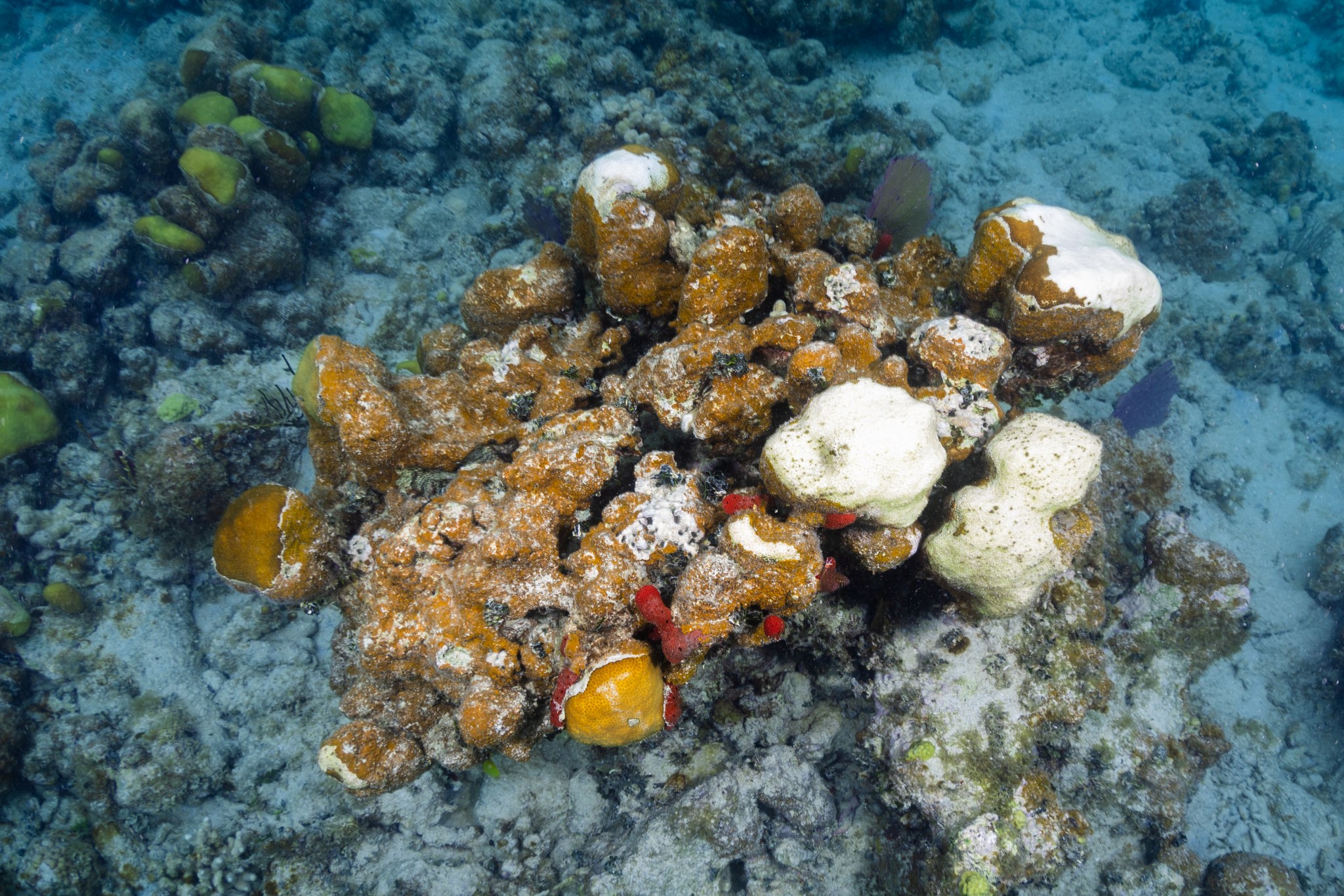 A chunk of brown, orange, yellow and white lumpy coral stands out agains the blue of the sea floor around it. A few of the coral lobes on the right are bright white, and a few vibrant red sea sponges dot the coral.