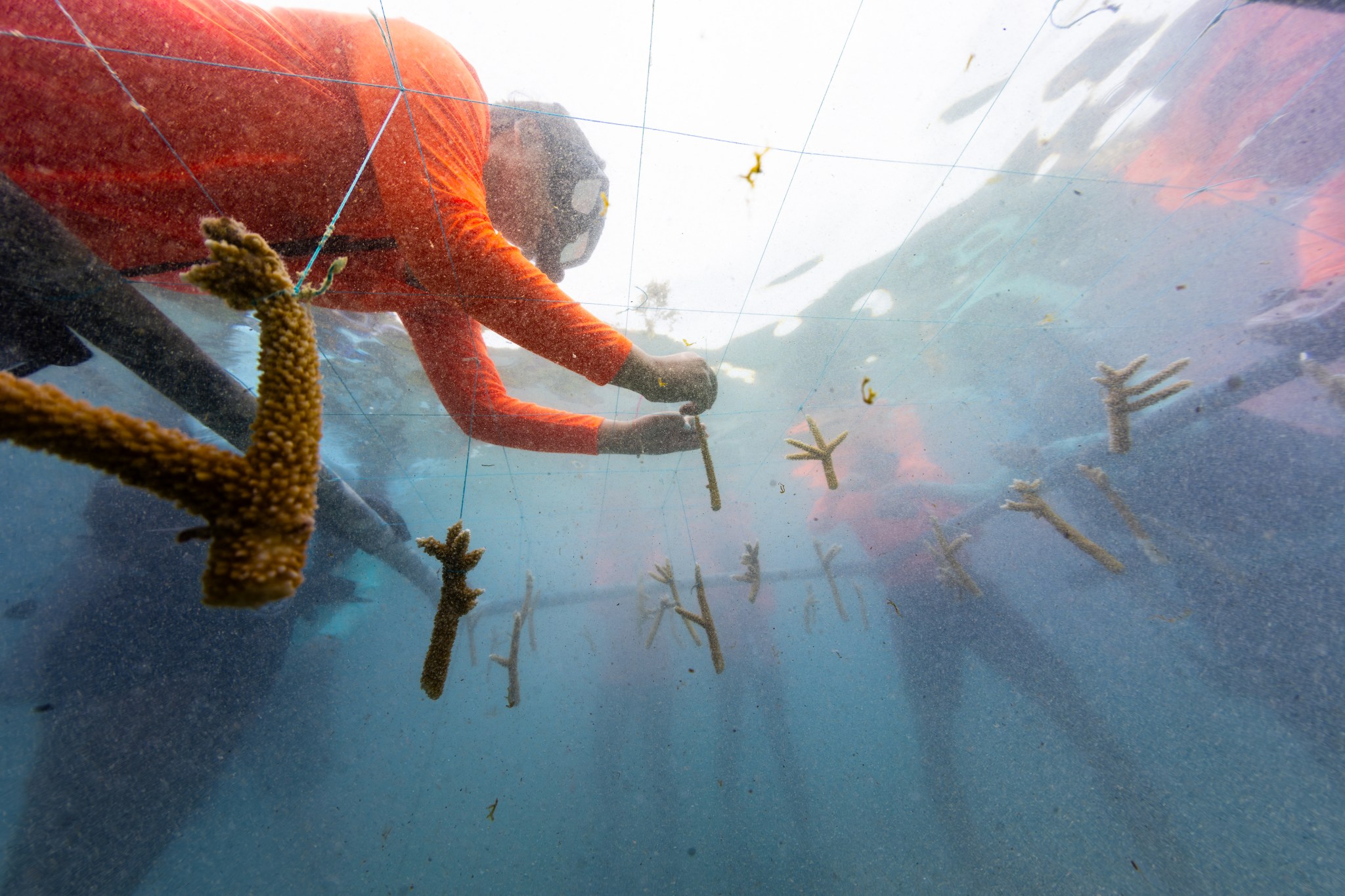 A male high school intern in a neon orange long sleeve shirt leans over in chest-high water, tying a four-inch piece of gold coral into a stringy net. Around him are the fuzzy outlines of six other students and instructors engaged in the same task, somewhat obscured from the haziness of the blue water.