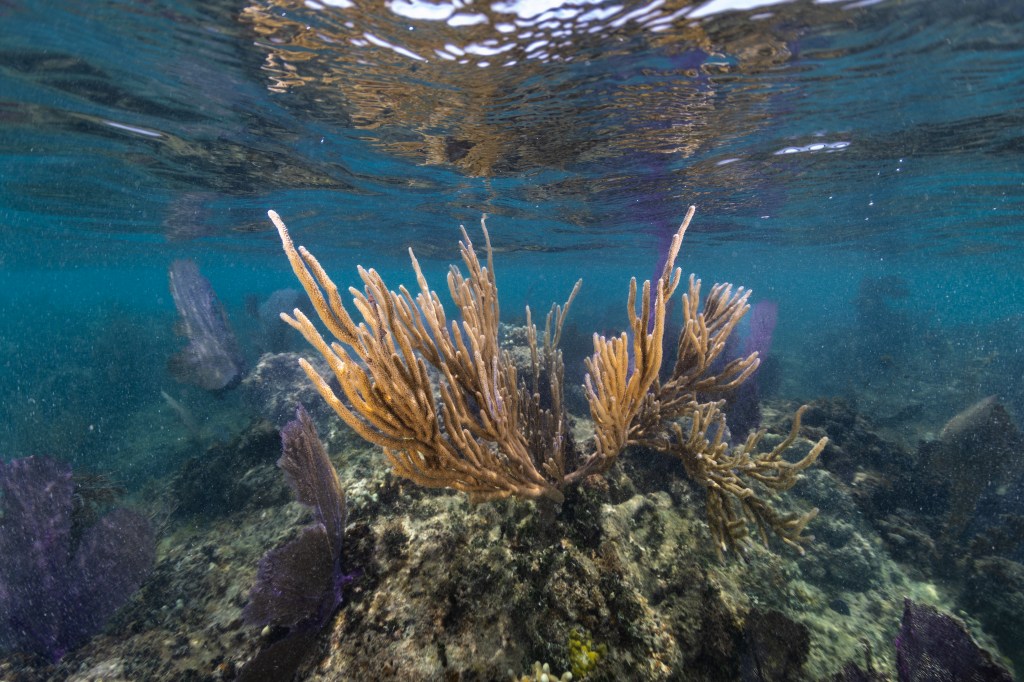 Long golden tendrils of a soft coral drift toward the camera, surrounded by purple sea fans. These sea fans, many slightly larger than a dinner plate, are rounded and so flat they are almost two dimensional. The corals sit on a reef surrounded by vibrant blue water, and are tall enough to almost touch the ocean surface just above them.