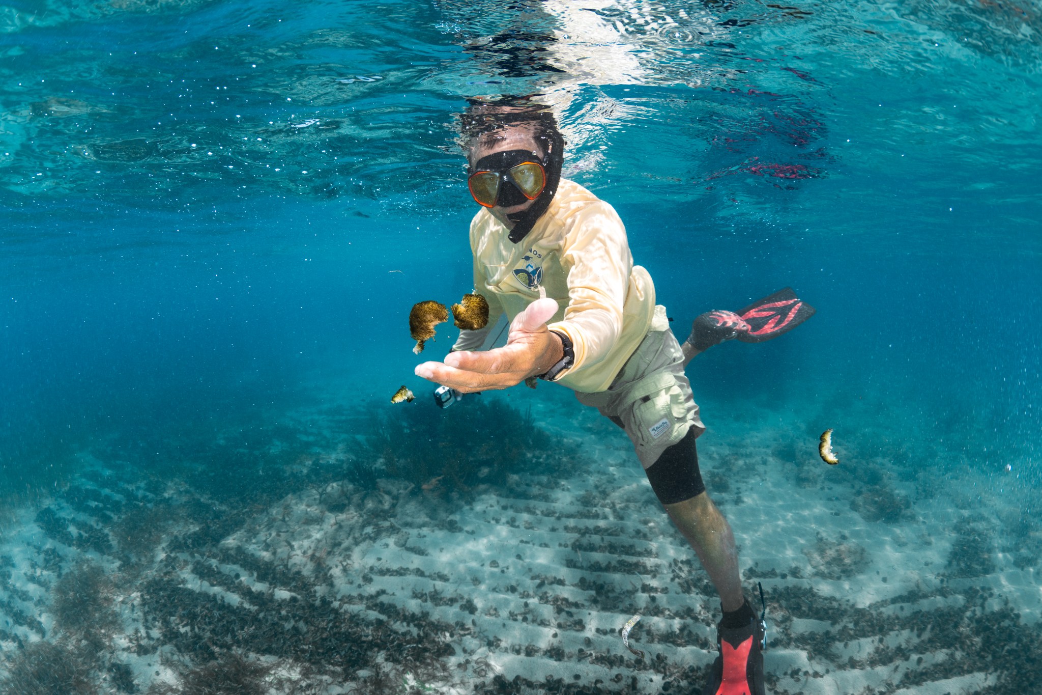 A man in a snorkel mask and a pale yellow long-sleeve shirt floats in bright blue water, left hand extended to hold two brown fuzzy balls of cyanobacteria. In the background, the sea floor looks like mini sand dunes marching off into the gloom, littered and in some places completely covered in the dark brown piles of cyanobacteria.