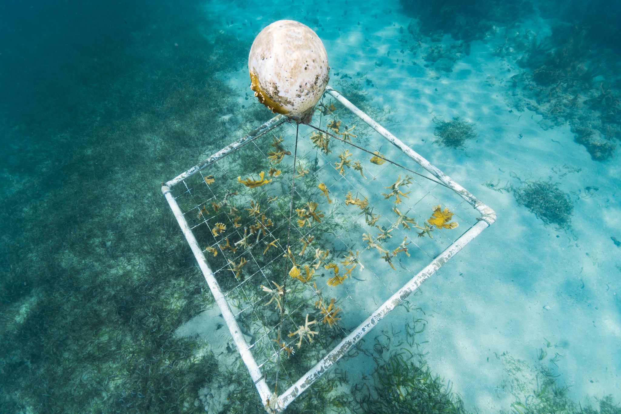 A square white PVC frame floats in teal water, held up by a white balloon. Inside the frame is are criss-crossing string holding roughly 100 yellow pieces of coral. In the background are clumps of dark green sea grass, agains the pale blue of the sandy sea floor.