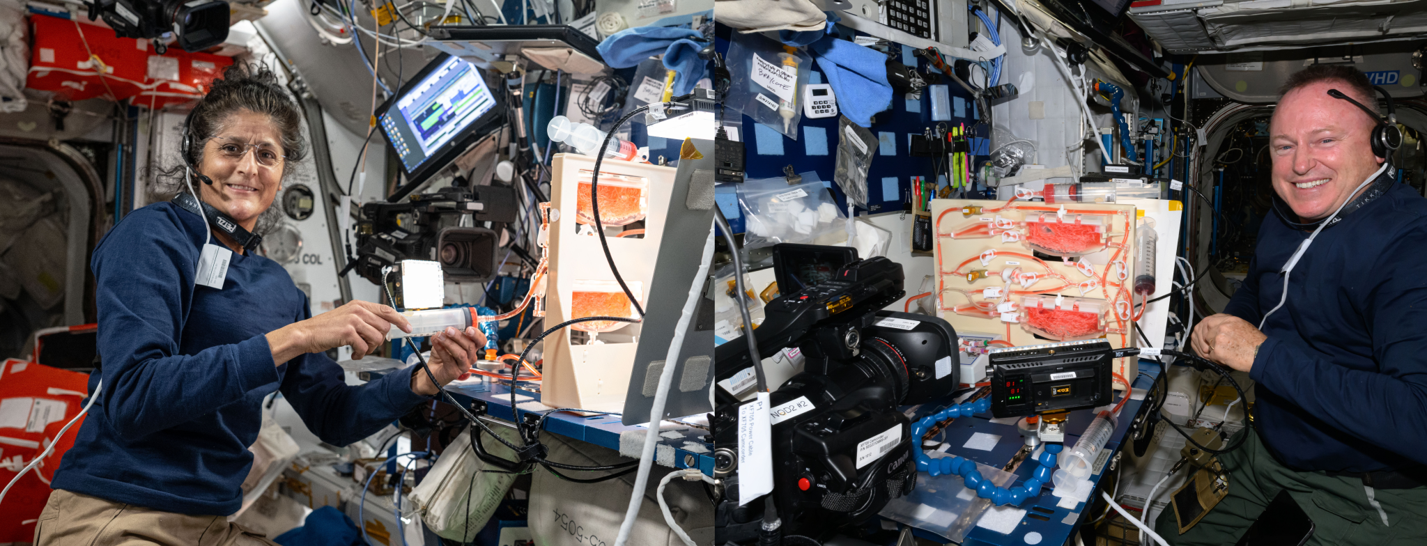 (From left) NASA astronauts Suni Williams and Butch Wilmore perform maintenance work on the Plant Water Management (PWM) system. The duo is investigating how fluid physics, such as surface tension, hydroponics, or air circulation, could overcome the lack of gravity when watering and nourishing plants grown in space. The PWM, located in the station’s Harmony module, uses facilities to promote space agricultural activities on spacecraft and space habitat.