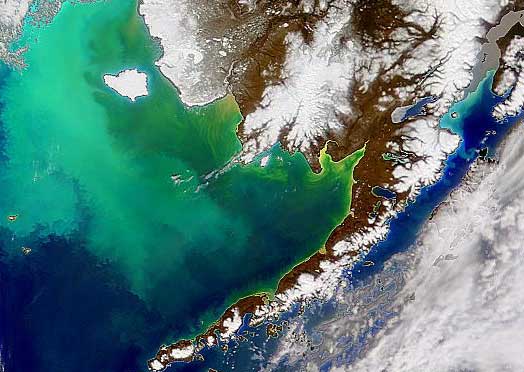 Global Phytoplankton Distribution shown form a satellite image. a part of are microscopic organisms that live in watery environments, both salty and fresh. Some phytoplankton are bacteria, some are protists, and most are single-celled plants.