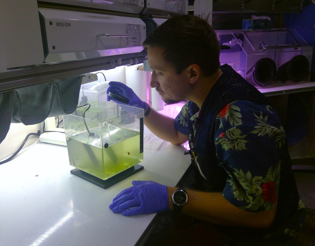 A person wears purple gloves and a floral shirt. He observes a small tank filled with greenish liquid in a laboratory.