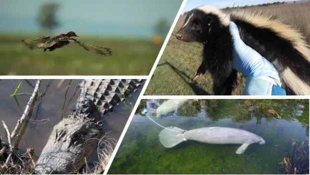 Image of a brown flying bird, crocodile, skunk, and fish.