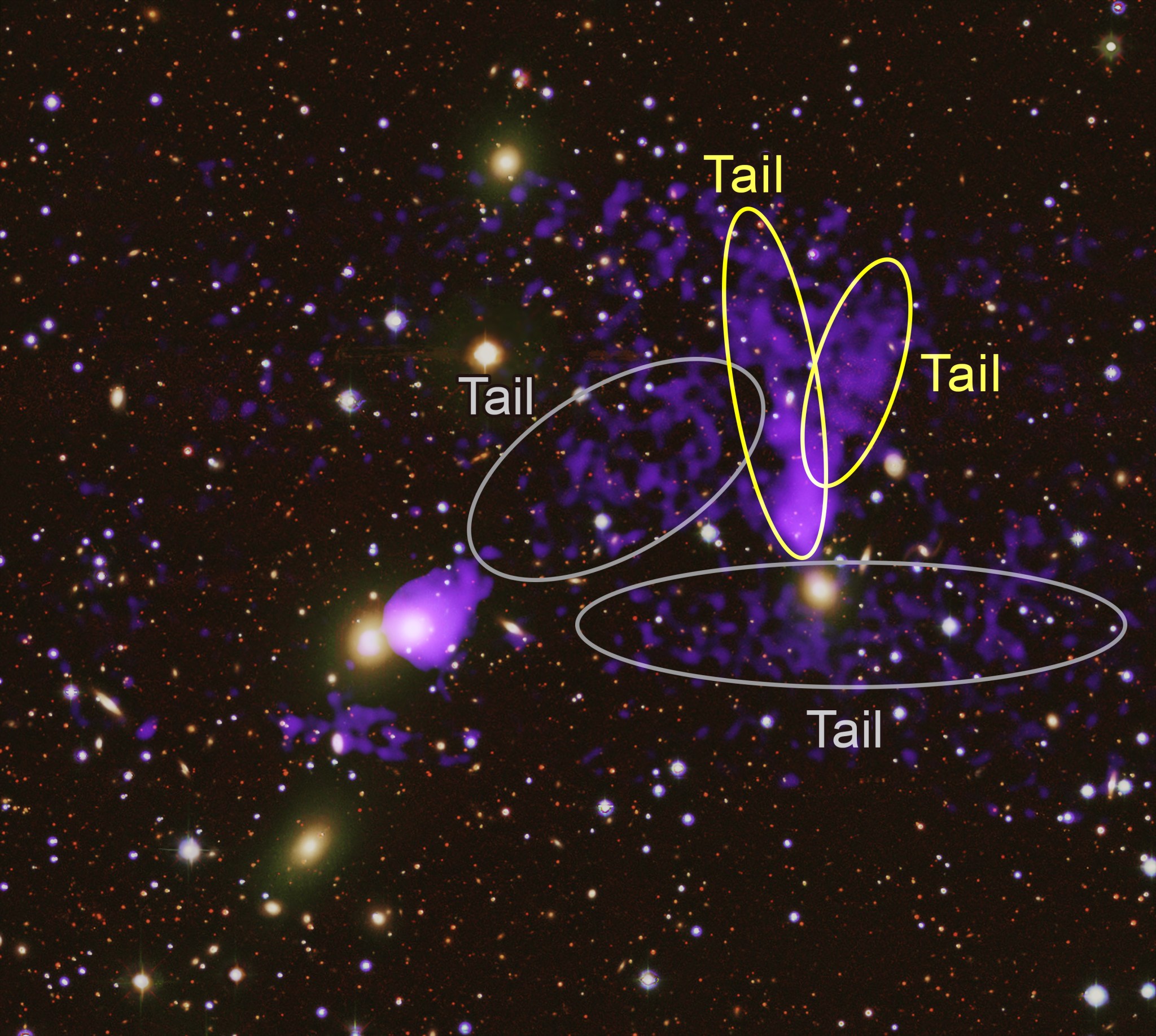 Researchers have discovered a second pair of tails trailing behind a galaxy in this cluster. Previously, astronomers discovered a shorter pair of tails from a different galaxy close to this latest one. This newer and longer set of tails was only seen because of a deeper observation with Chandra that revealed the fainter X-rays that have been shown in the optical data. These tails span for over a million light-years and help determine the evolution of the galaxy cluster.