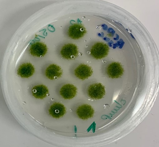 The clear, round Petri dish has 13 small balls of dark green moss that look like furry buttons growing in four rows with spaces between them. There is green and blue writing on the underside of the dish.