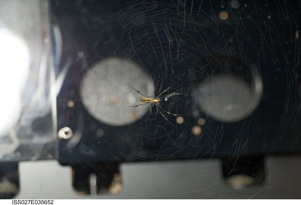 A long-legged golden spider the size of a person’s palm is visible in the middle of a web with uneven and asymmetrical lines.