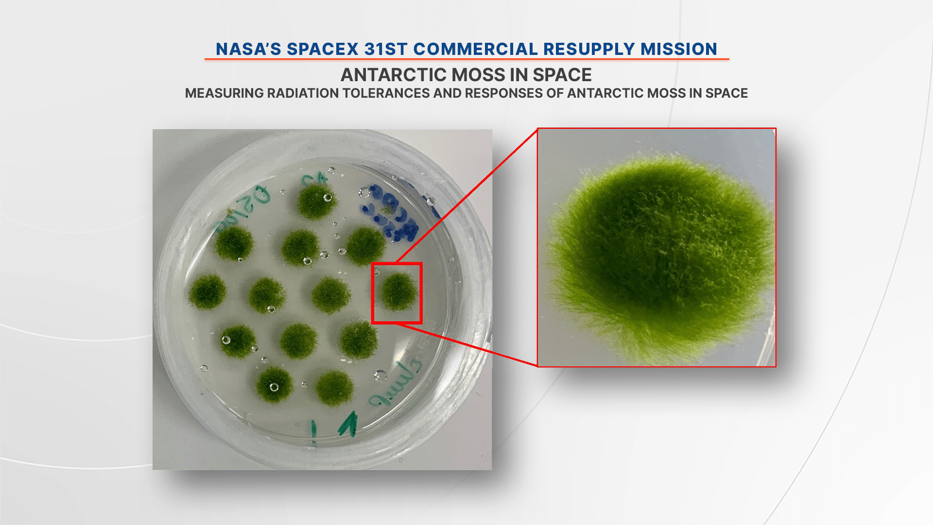 A Petri plate holding Antarctic moss colonies is prepared for launch at Brookhaven National Laboratory.