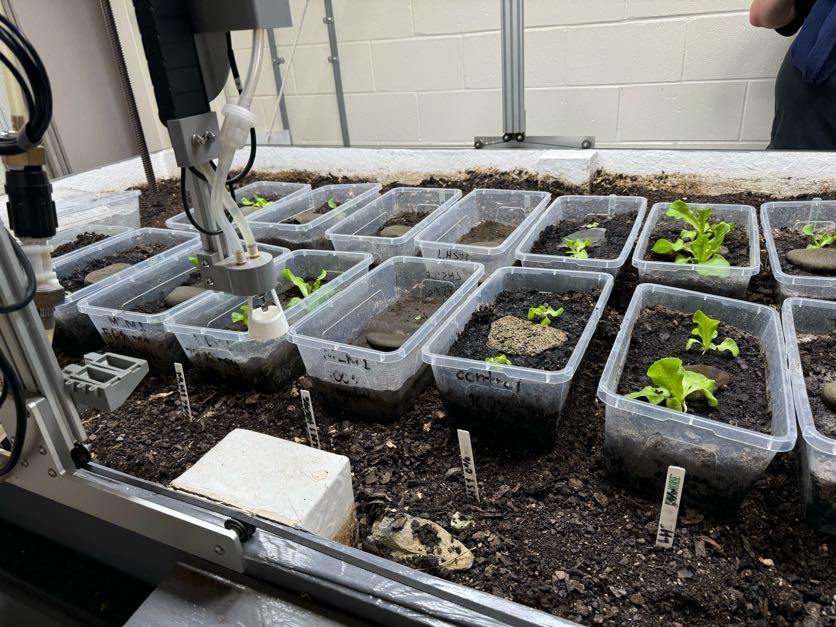 Plants growing in plastic bins.