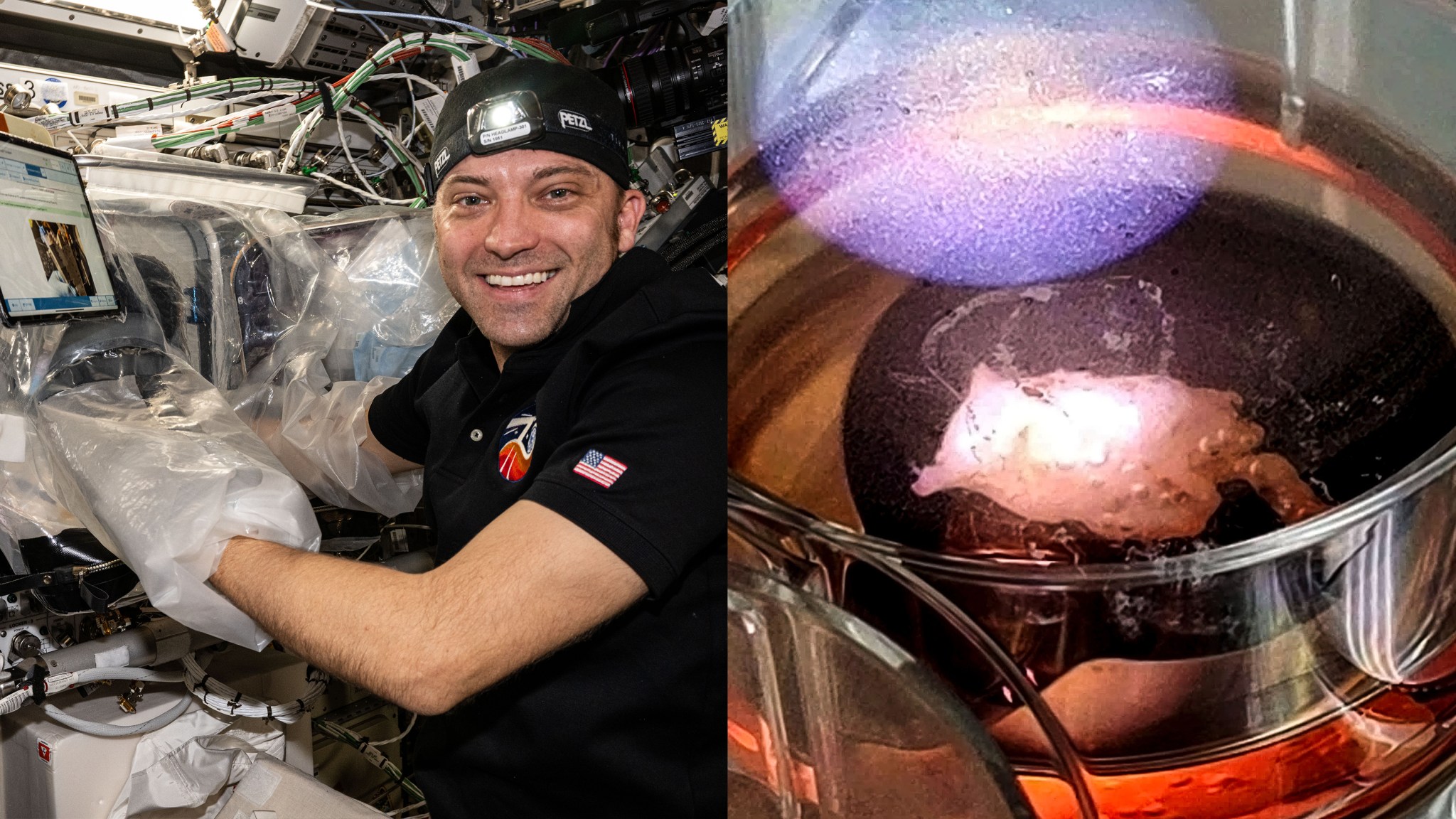 On the left, Dominick, wearing a black short-sleeved polo shirt and a headlamp, smiles at the camera. His arms are in the plastic sleeves of a portable glovebag the size of a large suitcase. On the right, a cylindrical glass flask holds a red liquid. In the bottom of the flask is a palm-sized white cellular structure under a spotlight.