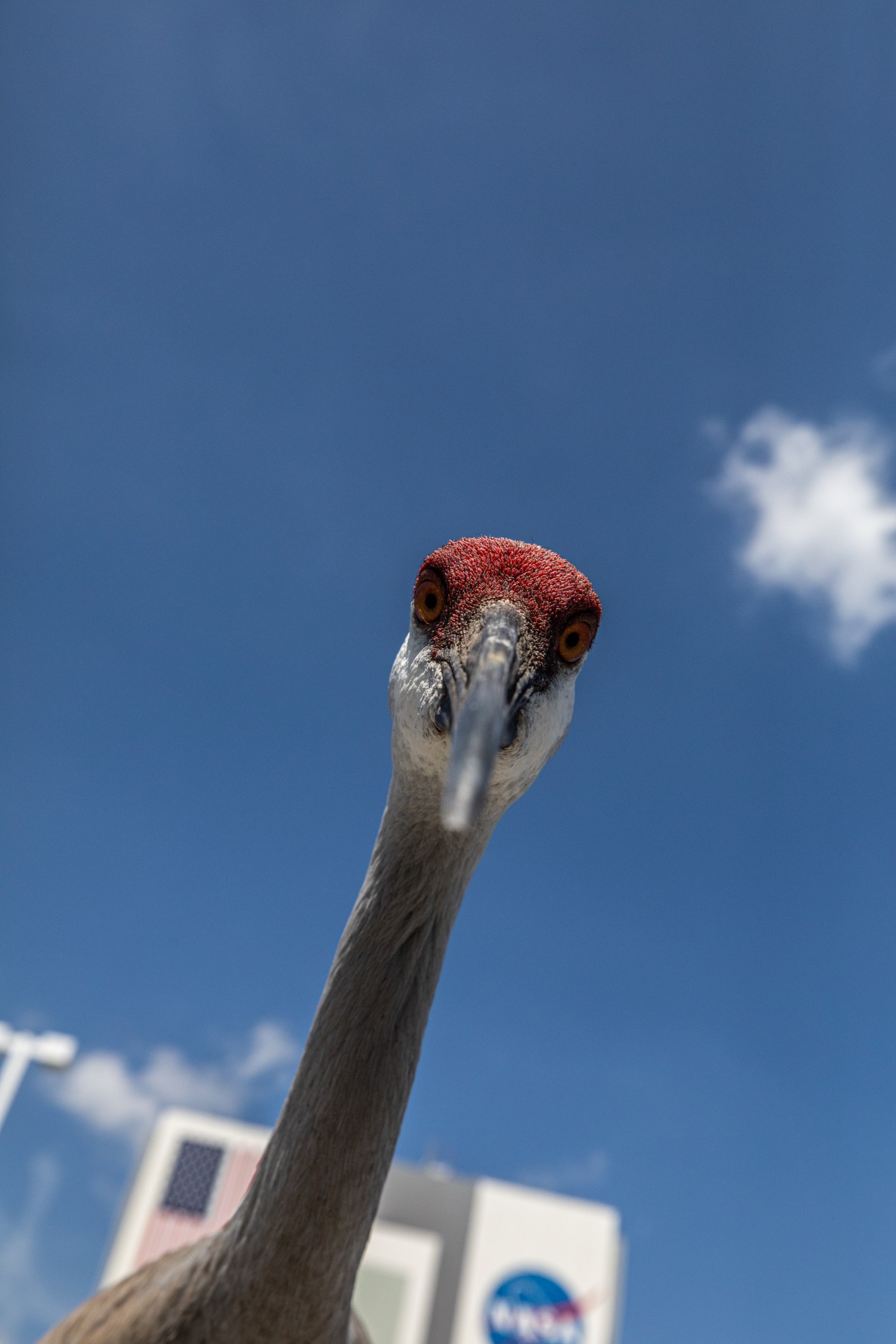 A bird looks directly into the camera. The bird's head is red on top and white on the bottom. Its eyes are orange-brown. The blue sky makes up the backdrop of this photo. Part of the Vehicle Assembly Building, a rectangular building with a NASA meatball and a US flag on it, can be seen behind the bird.